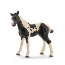 Hračka - Figurka hříbětko Pinto (flekaté) - Schleich - 9 cm